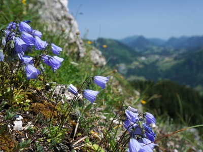 aHind_BlumenHornberg_01125.JPG
